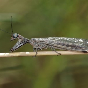 Mantispidae (family) at Downer, ACT - 27 Dec 2020