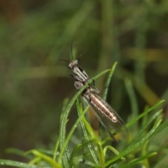 Mantispidae (family) at Downer, ACT - 27 Dec 2020 11:41 AM