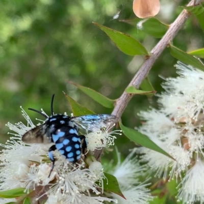 Thyreus caeruleopunctatus (Chequered cuckoo bee) at Murrumbateman, NSW - 27 Dec 2020 by SimoneC