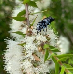 Thyreus caeruleopunctatus at Murrumbateman, NSW - 27 Dec 2020