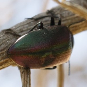 Chalcopteroides cupripennis at Michelago, NSW - 27 Dec 2020