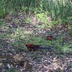 Platycercus elegans (Crimson Rosella) at Acton, ACT - 26 Dec 2020 by Tapirlord