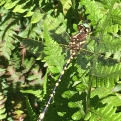 Synthemis eustalacta (Swamp Tigertail) at ANBG - 26 Dec 2020 by Tapirlord