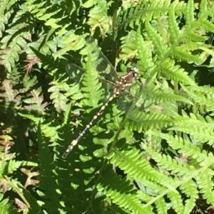 Synthemis eustalacta at Acton, ACT - 26 Dec 2020