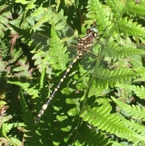 Synthemis eustalacta at Acton, ACT - 26 Dec 2020