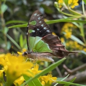 Graphium macleayanum at Acton, ACT - 27 Dec 2020 08:22 PM