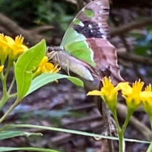 Graphium macleayanum at Acton, ACT - 27 Dec 2020