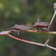 Amorbus sp. (genus) (Eucalyptus Tip bug) at O'Connor, ACT - 15 Dec 2020 by ConBoekel