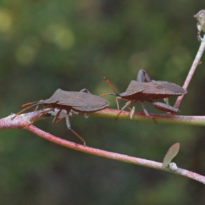 Amorbus sp. (genus) at O'Connor, ACT - 15 Dec 2020