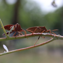 Amorbus sp. (genus) at O'Connor, ACT - 15 Dec 2020