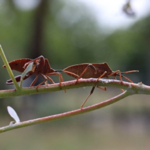 Amorbus sp. (genus) at O'Connor, ACT - 15 Dec 2020