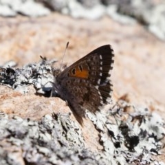 Lucia limbaria (Chequered Copper) at Michelago, NSW - 27 Dec 2020 by Illilanga