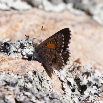 Lucia limbaria (Chequered Copper) at Michelago, NSW - 27 Dec 2020 by Illilanga