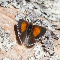 Lucia limbaria at Michelago, NSW - 27 Dec 2020