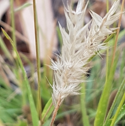 Enneapogon nigricans (Nine-awn Grass, Bottlewashers) at Bass Gardens Park, Griffith - 27 Dec 2020 by SRoss