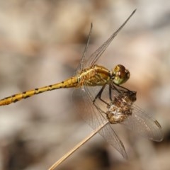 Diplacodes bipunctata (Wandering Percher) at Michelago, NSW - 26 Dec 2020 by Illilanga