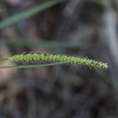 Setaria parviflora (Slender Pigeon Grass) at O'Connor, ACT - 27 Dec 2020 by ConBoekel