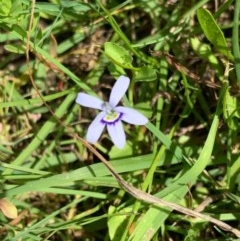 Isotoma fluviatilis subsp. australis (Swamp Isotome) at Murrumbateman, NSW - 27 Dec 2020 by SimoneC