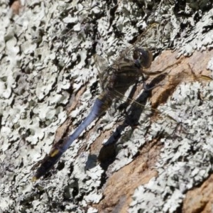 Orthetrum caledonicum at Michelago, NSW - 27 Dec 2020