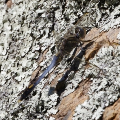 Orthetrum caledonicum (Blue Skimmer) at Michelago, NSW - 27 Dec 2020 by Illilanga