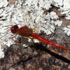 Diplacodes haematodes (Scarlet Percher) at Michelago, NSW - 27 Dec 2020 by Illilanga