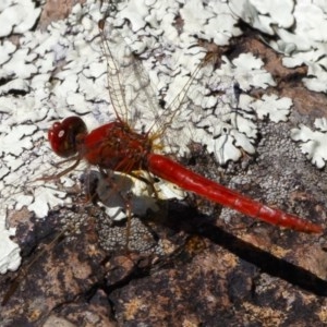 Diplacodes haematodes at Michelago, NSW - 27 Dec 2020