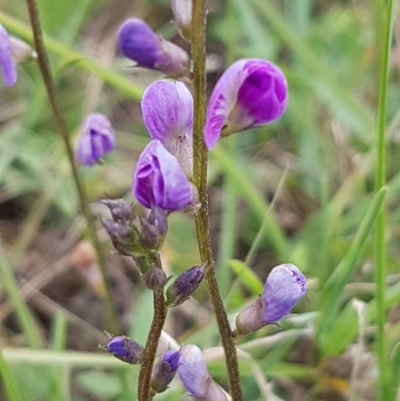 Glycine tabacina (Variable Glycine) at Griffith, ACT - 27 Dec 2020 by SRoss