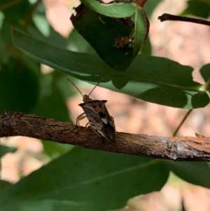 Oechalia schellenbergii at Murrumbateman, NSW - 27 Dec 2020