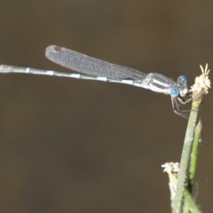 Austrolestes leda (Wandering Ringtail) at Michelago, NSW - 27 Dec 2020 by Illilanga