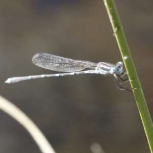 Austrolestes leda at Michelago, NSW - 27 Dec 2020