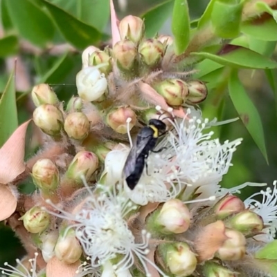 Hylaeus (Gnathoprosopis) amiculinus (Hylaeine colletid bee) at Murrumbateman, NSW - 27 Dec 2020 by SimoneC