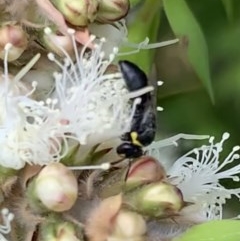 Hylaeus (Gnathoprosopis) amiculinus at Murrumbateman, NSW - 27 Dec 2020