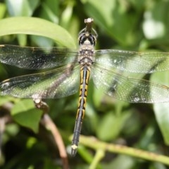 Hemicordulia tau at Red Hill, ACT - 25 Mar 2007