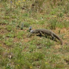 Varanus rosenbergi (Heath or Rosenberg's Monitor) at Mount Clear, ACT - 11 Dec 2020 by Christine