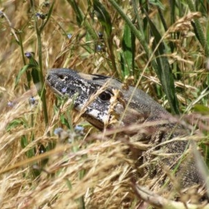 Varanus rosenbergi at Mount Clear, ACT - 11 Dec 2020