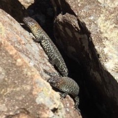 Egernia cunninghami (Cunningham's Skink) at Bullen Range - 27 Dec 2020 by HelenCross