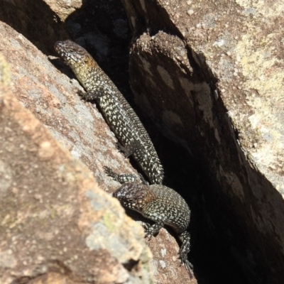 Egernia cunninghami (Cunningham's Skink) at Kambah, ACT - 27 Dec 2020 by HelenCross