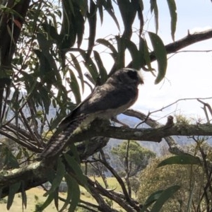 Aegotheles cristatus at Michelago, NSW - 27 Dec 2020