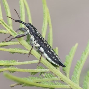 Rhinotia hemisticta at Scullin, ACT - 27 Dec 2020