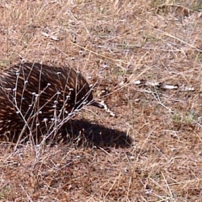 Tachyglossus aculeatus (Short-beaked Echidna) at Nangus, NSW - 16 Nov 2018 by abread111
