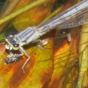 Ischnura heterosticta at MTC121: Mt Clear Campground - 11 Dec 2020