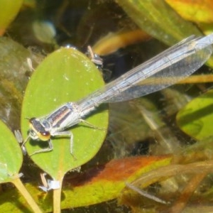 Ischnura heterosticta at MTC121: Mt Clear Campground - 11 Dec 2020