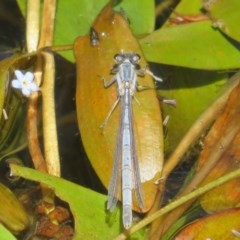 Ischnura heterosticta at MTC121: Mt Clear Campground - 11 Dec 2020