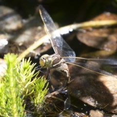 Adversaeschna brevistyla (Blue-spotted Hawker) at Michelago, NSW - 10 Dec 2019 by Illilanga