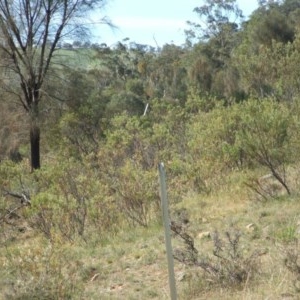 Acacia decora at Nangus, NSW - 19 Oct 2018