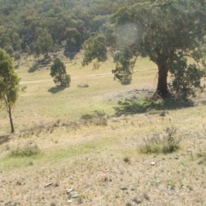 Eucalyptus melliodora at Nangus, NSW - 19 Oct 2018