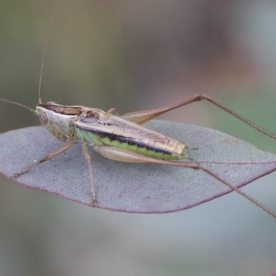 Conocephalus semivittatus (Meadow katydid) at Scullin, ACT - 27 Dec 2020 by AlisonMilton