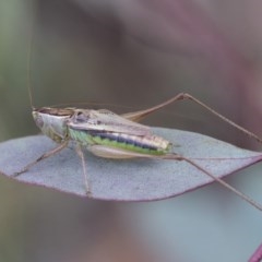 Conocephalus semivittatus at Scullin, ACT - 27 Dec 2020