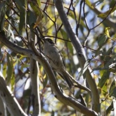 Melithreptus brevirostris (Brown-headed Honeyeater) at Illilanga & Baroona - 8 Nov 2020 by Illilanga