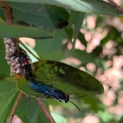 Rhagigaster ephippiger (Smooth flower wasp) at Murrumbateman, NSW - 27 Dec 2020 by SimoneC